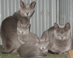 Семья русских голубых кошек