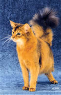 сомалийская кошка