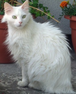 Ангорская кошка. Фото 1