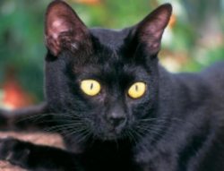 Бомбейская кошка. Фото 1