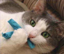 Создаем игрушки для кошек своими руками