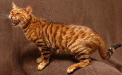 Кошка породы тойгер фото