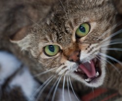 Опасны ли укусы кошек?
