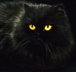 Почему у кошек светятся глаза?