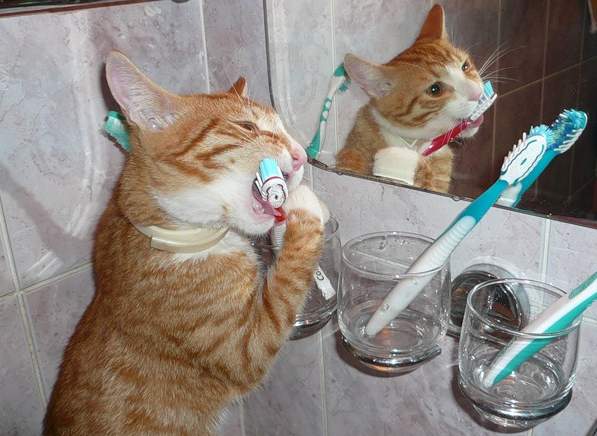 Чистим зубы кошке